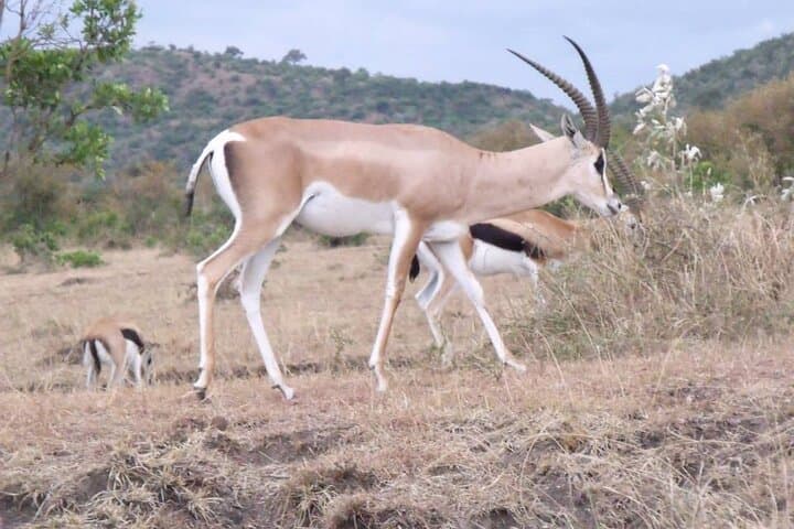 Explore Nairobi National Park: A Half-Day Urban Safari Adventure photo 3