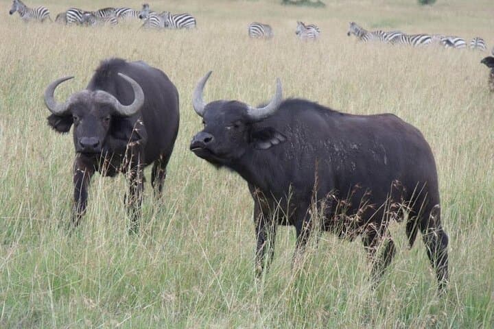 Explore Nairobi National Park: A Half-Day Urban Safari Adventure photo 4