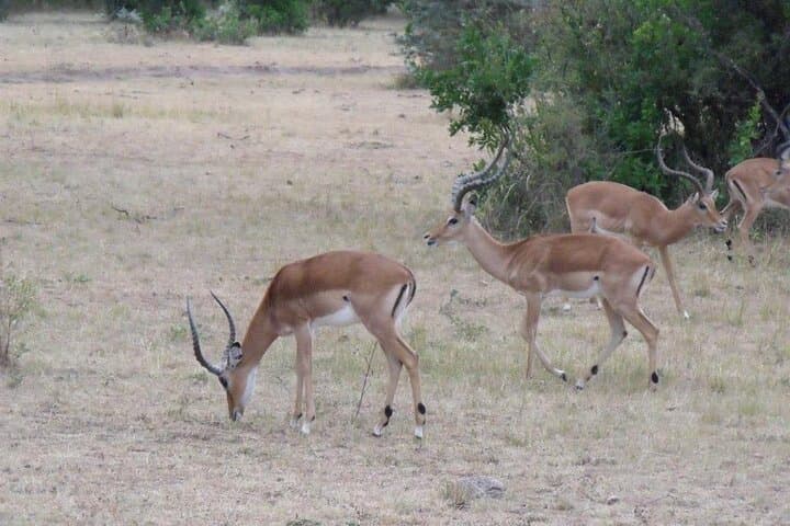 Explore Nairobi National Park: A Half-Day Urban Safari Adventure photo 5