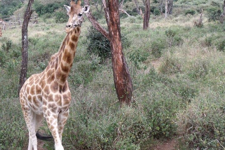 Nairobi Day Tour: Giraffe Centre, Karen Blixen House & Carnivore Lunch photo 2