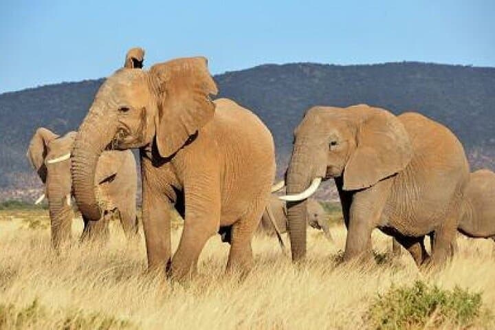 4-Day Masai Mara & Lake Naivasha Safari from Nairobi: Big Game, Birds and Rift-Valley Views photo 2