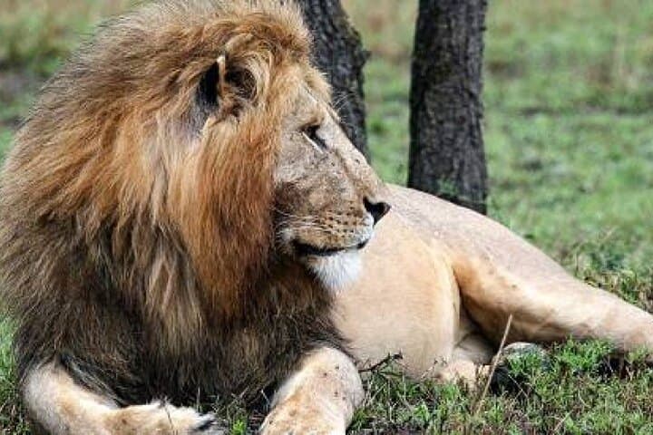 4-Day Masai Mara & Lake Naivasha Safari from Nairobi: Big Game, Birds and Rift-Valley Views photo 3