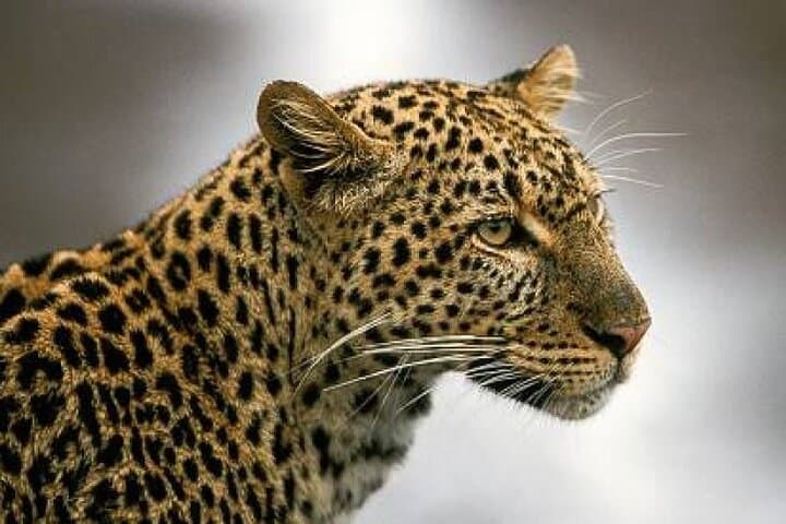 4-Day Masai Mara & Lake Naivasha Safari from Nairobi: Big Game, Birds and Rift-Valley Views photo 4