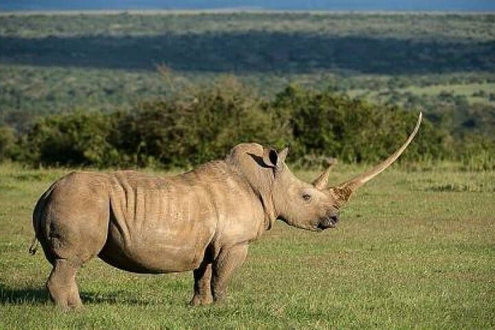4-Day Masai Mara & Lake Naivasha Safari from Nairobi: Big Game, Birds and Rift-Valley Views photo 6