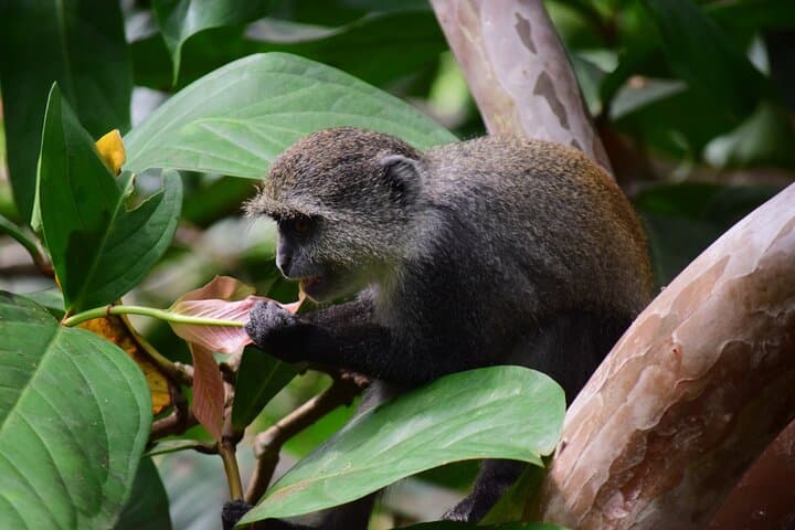 Explore Jozani Forest: Red Colobus & Mangrove Boardwalk Tour photo 4