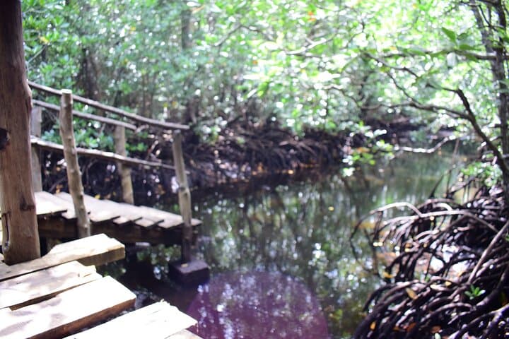 Explore Jozani Forest: Red Colobus & Mangrove Boardwalk Tour photo 6
