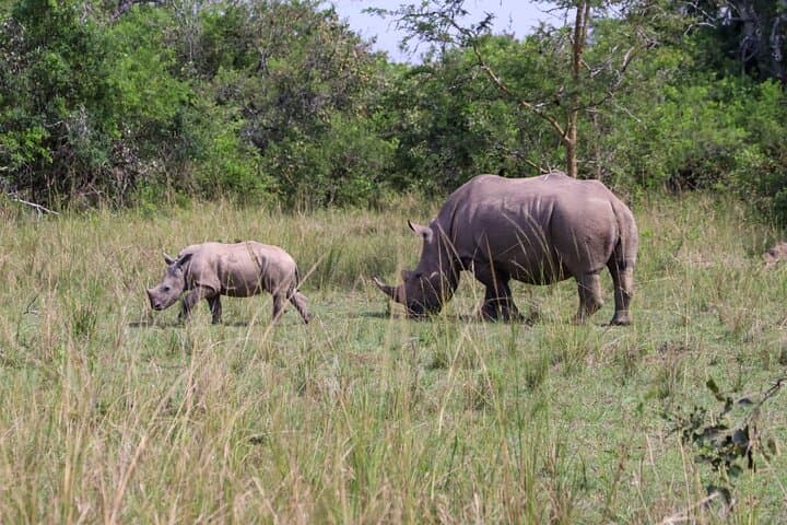 Ziwa Rhino Tracking: Full-Day Rhino Trek from Kampala to Uganda's Only Wild Rhino Sanctuary photo 3
