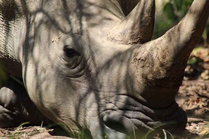 Ziwa Rhino Tracking: Full-Day Rhino Trek from Kampala to Uganda's Only Wild Rhino Sanctuary photo 4