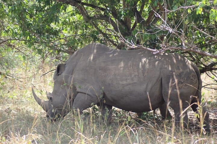Ziwa Rhino Tracking: Full-Day Rhino Trek from Kampala to Uganda's Only Wild Rhino Sanctuary photo 5