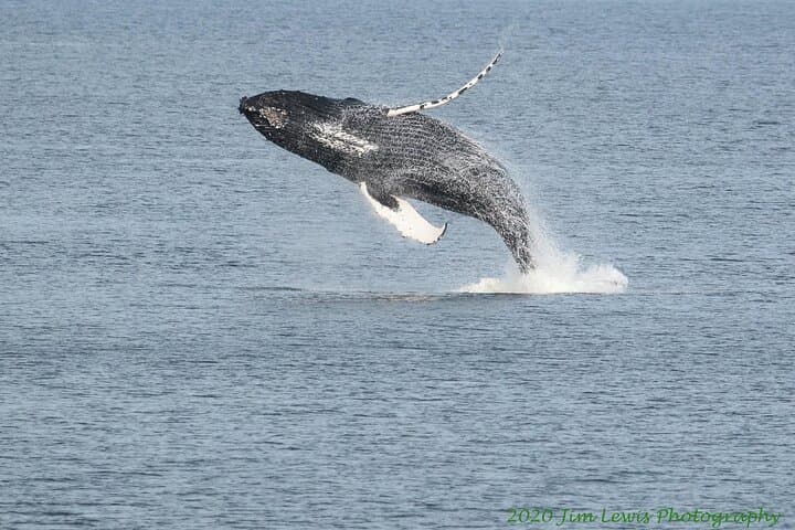 Ketchikan Whale Watching and Nature Tour — Revillagigedo Island Wildlife Cruise photo 2