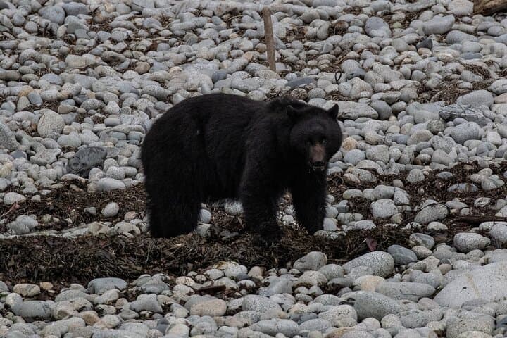 Ketchikan Whale Watching and Nature Tour — Revillagigedo Island Wildlife Cruise photo 4