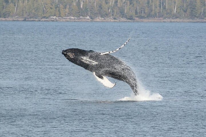 Ketchikan Fishing Charter: Trophy Salmon & Halibut Adventure photo 4