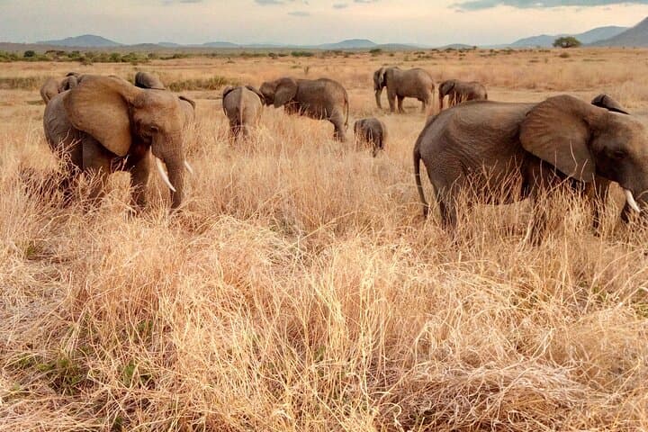 Kilimahewa Safari: 3-Day Ruaha Wildlife Adventure from Iringa photo 1