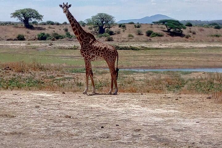 Kilimahewa Safari: 3-Day Ruaha Wildlife Adventure from Iringa photo 2