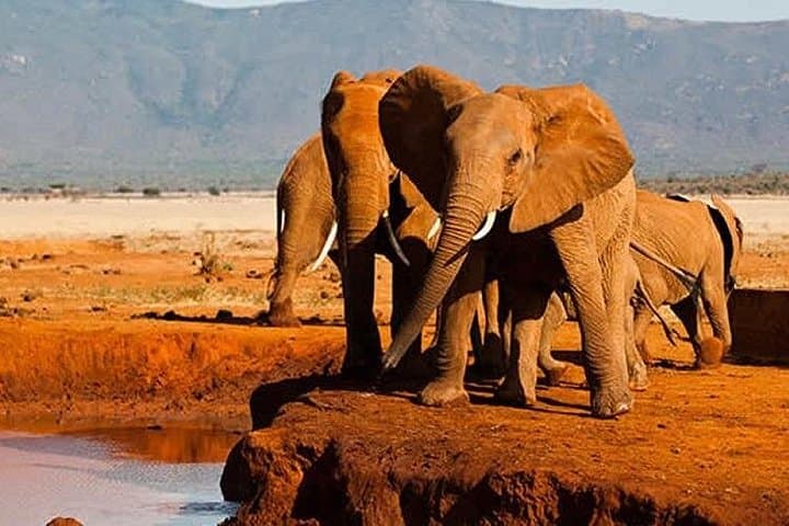 3-Day Tsavo East Safari from Diani — Manyatta Camp Wildlife Escape photo 3