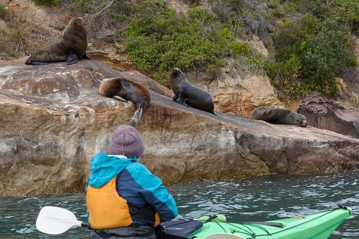 Pittwater Seal Kayak Adventure with Gourmet Beach Lunch