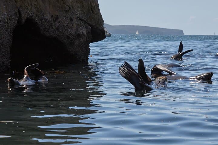 Pittwater Seal Kayak Adventure with Gourmet Beach Lunch photo 2
