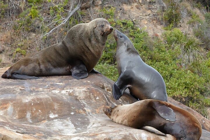 Pittwater Seal Kayak Adventure with Gourmet Beach Lunch photo 4