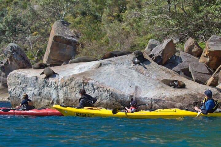 Pittwater Seal Kayak Adventure with Gourmet Beach Lunch photo 6