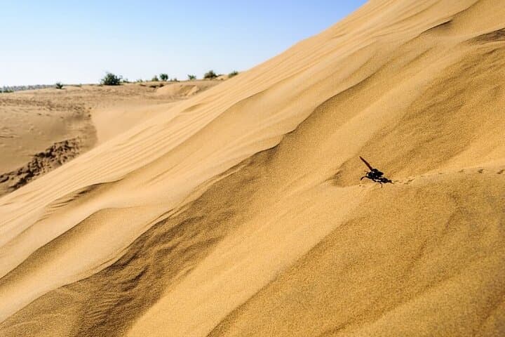 Private 2-Day Jaisalmer Camel Safari & Fort Exploration from Delhi