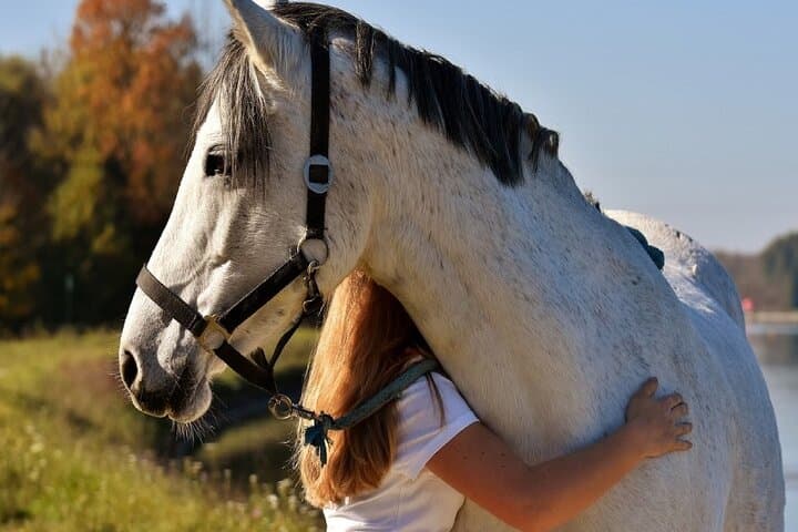 Equine Coaching in Buenos Aires: Confidence Workshops with Gentle Horses photo 3