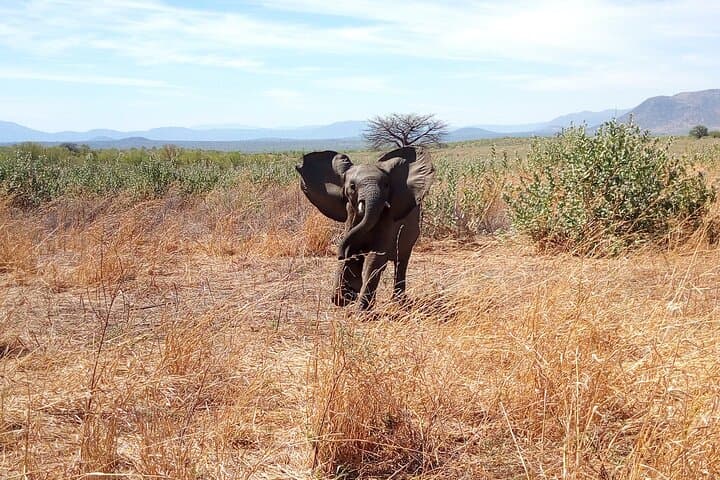 Kilimahewa Safari: 3-Day Ruaha Wildlife Adventure from Iringa photo 4