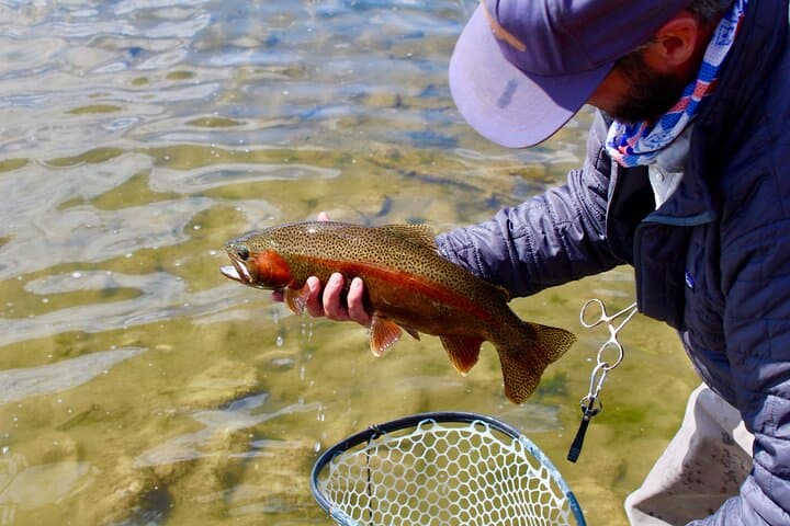 Yellowstone Full Day Wade Fishing Trip: Explore Iconic Rivers and Native Trout photo 5