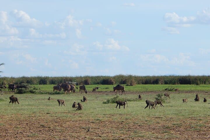 2-Day Tarangire & Ngorongoro Crater Safari from Arusha photo 4