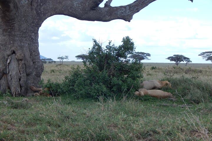 2-Day Tarangire & Ngorongoro Crater Safari from Arusha photo 6