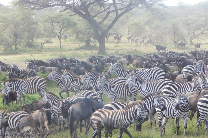 4-Day Ngorongoro & Serengeti Safari from Arusha — Great Migration & Crater Game Drives photo 3