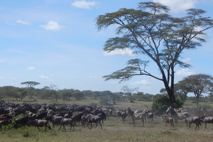 4-Day Ngorongoro & Serengeti Safari from Arusha — Great Migration & Crater Game Drives photo 5
