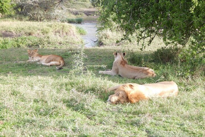 4-Day Ngorongoro & Serengeti Safari from Arusha — Great Migration & Crater Game Drives photo 6