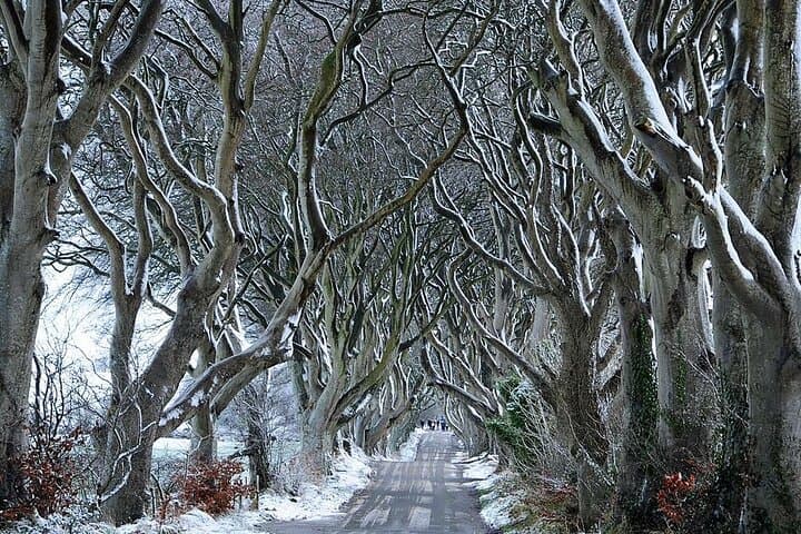 Giants Causeway Private Tour from Belfast — Carrick-a-Rede, Dark Hedges & Dunluce photo 3