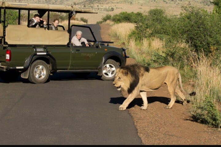 Full-Day Open Jeep Safari in Pilanesberg National Park – Big Five Game Drive photo 6