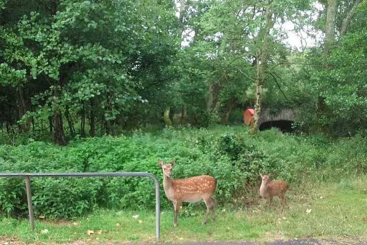 Exploring Killarney National Park by Jaunting Car: Scenic Routes and Timeless Views photo 6