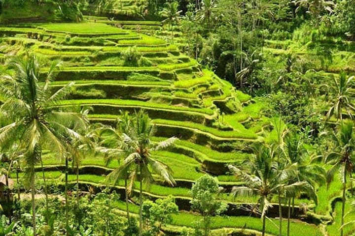 Tlaga Singha Infinity Pool, Jungle Swing & Tegallalang Rice Terraces Day Trip from Ubud photo 6