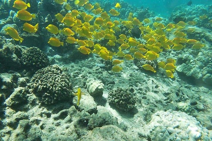 Kona's Deluxe Snorkel: Captain Cook Monument & Place of Refuge Adventure photo 2