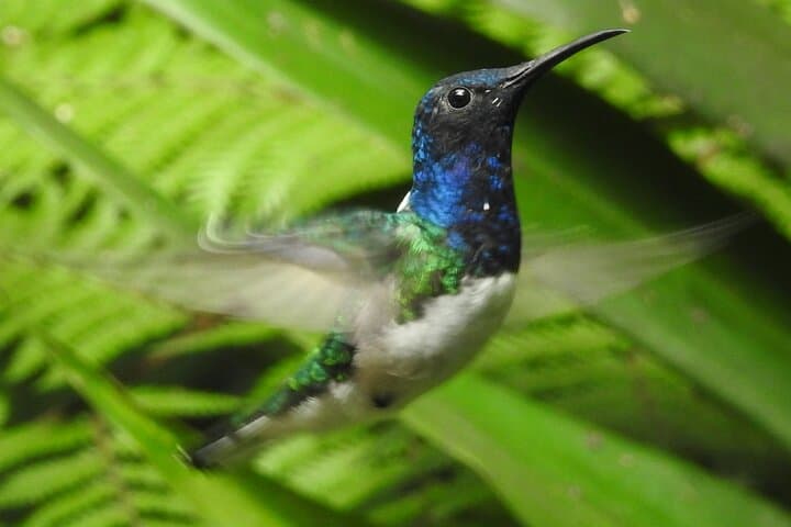 Mindo Cloud Forest Full-Day Tour: Hummingbirds, Waterfalls & Cable-Car Hike