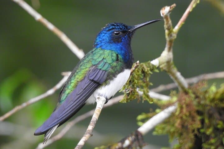 Mindo Cloud Forest Full-Day Tour: Hummingbirds, Waterfalls & Cable-Car Hike photo 2