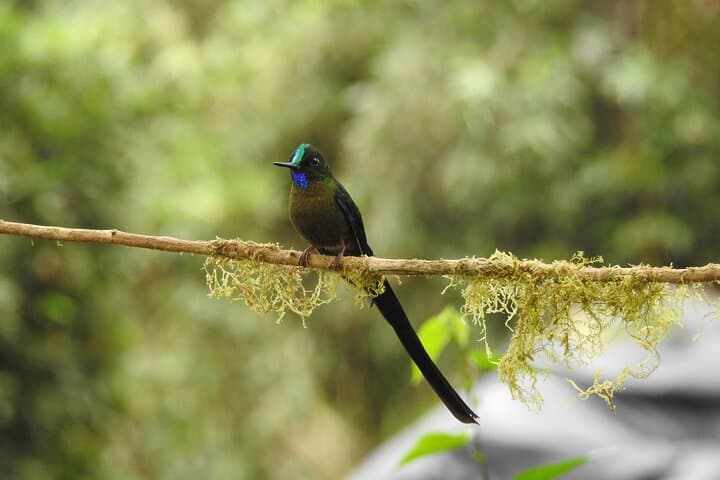 Mindo Cloud Forest Full-Day Tour: Hummingbirds, Waterfalls & Cable-Car Hike photo 3