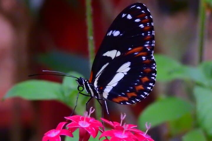 Mindo Cloud Forest Full-Day Tour: Hummingbirds, Waterfalls & Cable-Car Hike photo 5
