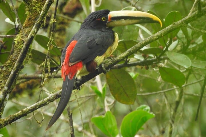 Mindo Cloud Forest Full-Day Tour: Hummingbirds, Waterfalls & Cable-Car Hike photo 6