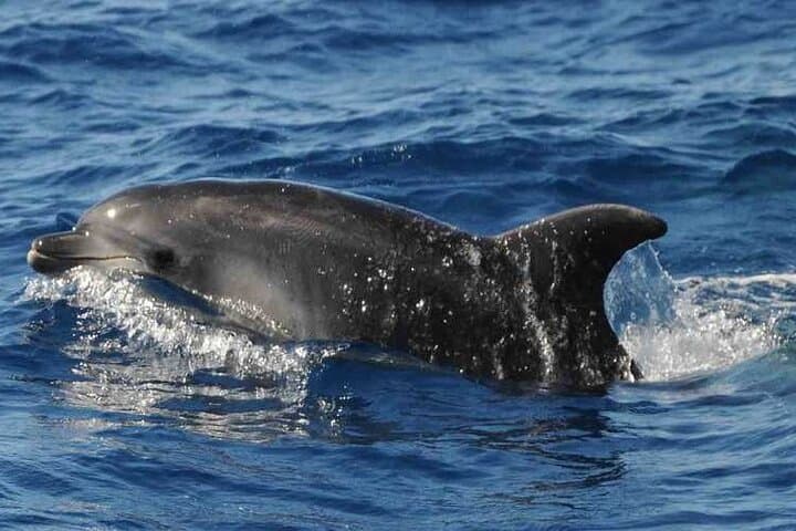 Private Glamorous Speedboat in Tenerife — Pilot Whale & Dolphin Cruise (2–3 hrs) photo 4