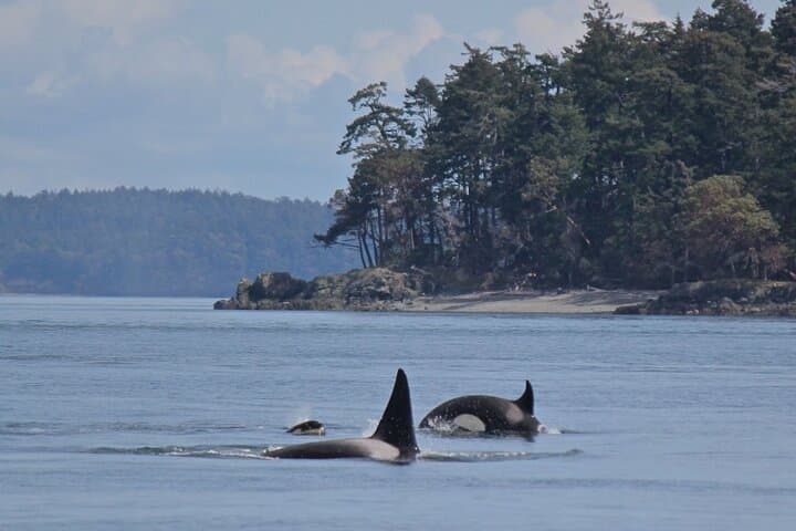 Vancouver Whale Watching Adventure: Orcas, Humpbacks & Gulf Islands Sights photo 4