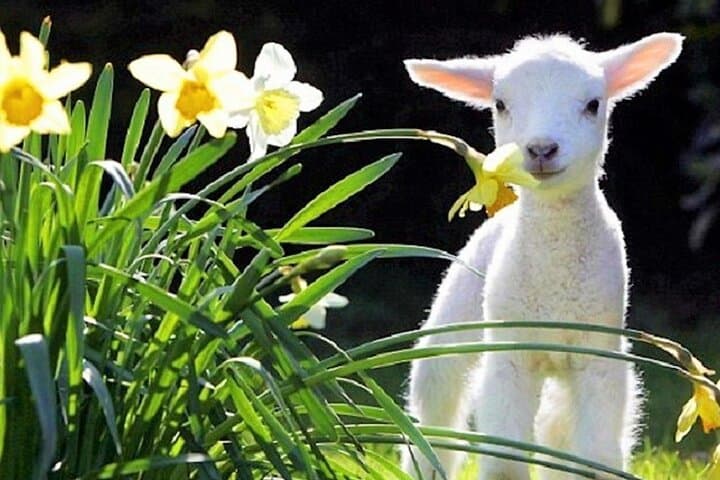 Christchurch Sheep Farm Visit: Sheepdog Demonstrations, Shearing & Winery Option photo 3