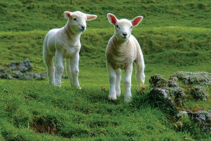 Christchurch Sheep Farm Visit: Sheepdog Demonstrations, Shearing & Winery Option photo 4
