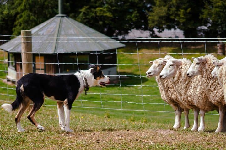 Christchurch Sheep Farm Visit: Sheepdog Demonstrations, Shearing & Winery Option