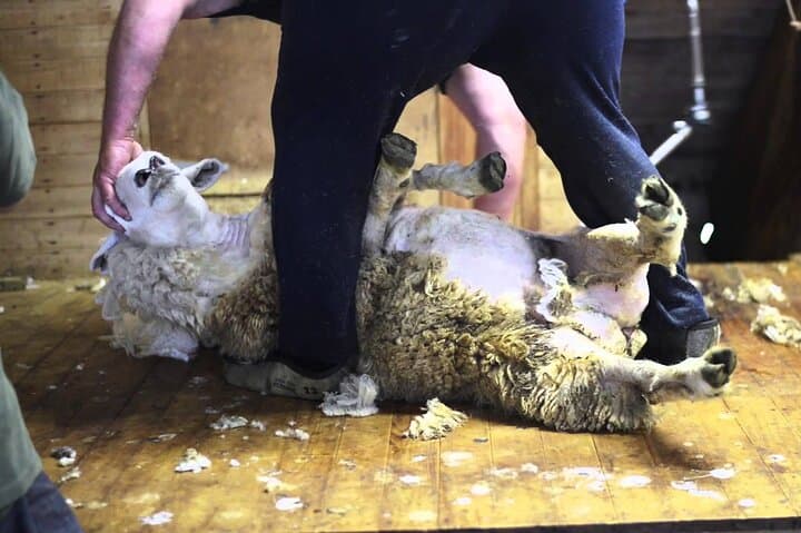 Christchurch Sheep Farm Visit: Sheepdog Demonstrations, Shearing & Winery Option photo 2