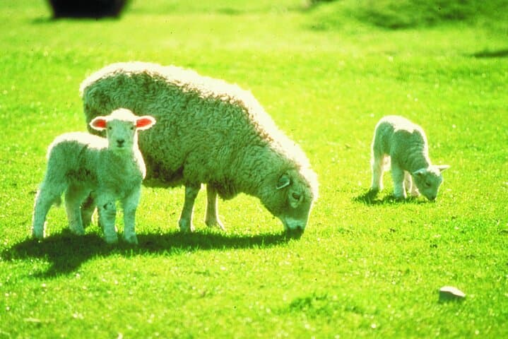 Christchurch Sheep Farm Visit: Sheepdog Demonstrations, Shearing & Winery Option photo 5