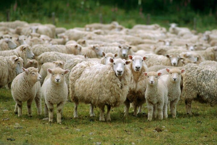 Christchurch Sheep Farm Visit: Sheepdog Demonstrations, Shearing & Winery Option photo 6